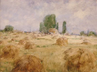 Campo di grano Shock
