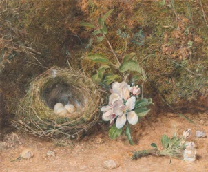 Nido di uccelli con rami di fiori di melo