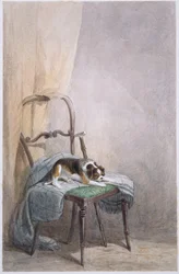 Studio di un cane su una sedia