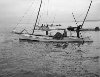 Raccolta di ostriche, c.1890-1910