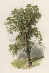Alberi: L