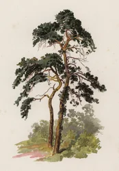 Alberi: Il Pino Scozzese