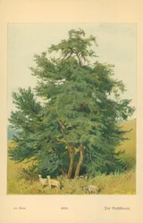 Scatola