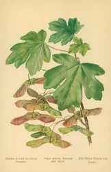 Acero campestre, fogliame e frutti