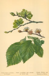 Frutta, fiori e foglie di olmo