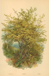 Nocciolo