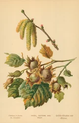 Nocciolo, amenti e frutti