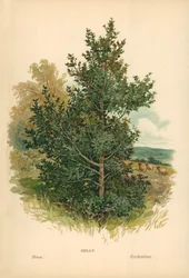 Agrifoglio
