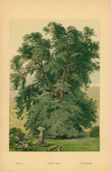 Leccio