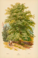 Tiglio