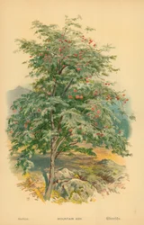 Sorbo degli uccellatori