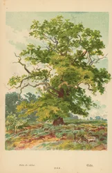 Quercia