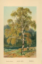 Betulla argentata