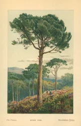Pino