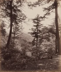 Veduta della scogliera, attraverso gli alberi, c. 1895 (foto)