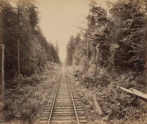 Foresta di cicuta, c. 1895 (foto)