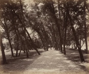 Campo da picnic, c. 1895 (foto)