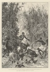 La spedizione di soccorso di Emin Pasha di Mr H M Stanley, alla ricerca di rifornimenti per il campo di Yambuya