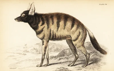 Proteles cristata (Proteles lalandii, Viverra hyaenoides)