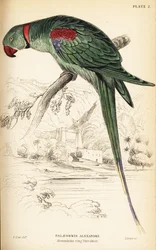 Parrocchetto alessandrino o pappagallo alessandrino, Psittacula eupatria