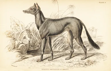 Levriero arabo, Canis lupus familiaris