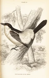 Gonolek dal dorso nero, Dryoscopus cubla