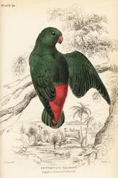 Pappagallo appeso dalla corona blu, Loriculus galgulus