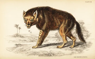 Iena bruna o lupo di spiaggia, Hyaena brunnea (Hyaena fusca)