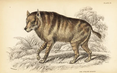 Iena bruna o strandwolf, Hyaena brunnea