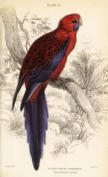 Rosella cremisi, Platycercus elegans