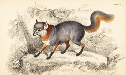 Volpe grigia, Urocyon cinereoargenteus