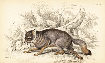 Volpe grigia, Urocyon cinereoargenteus (Vulpes cinereus)