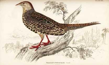 Fagiano verde o fagiano verde giapponese, femmina, Phasianus versicolor