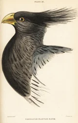 Testa del turaco occidentale, Crinifer piscator (Turaco variegato, turaco crestato, Chizoeris variegata)