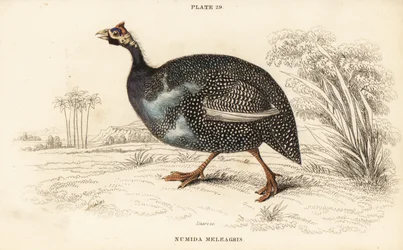 Faraona elmetto
