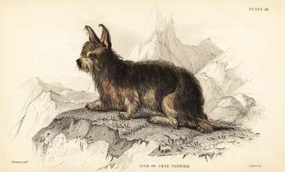 Terrier dell