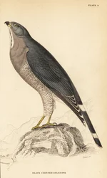 Poiana lucertola, Kaupifalco monogrammicus
