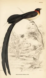 Vedova del paradiso dalla coda lunga, Vidua paradisaea