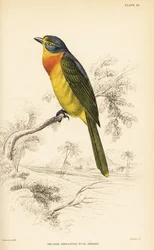 Shrike dal petto arancione o shrike dal petto zolfo, Chlorophoneus sulfureopectus