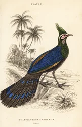 Fagiano pavone di Palawan, Polyplectron napoleonis