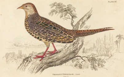 Phasianus Versicolor - Femmina