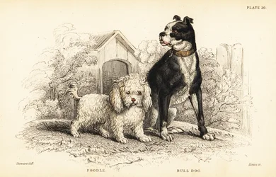 Barboncino, Canis aquaticus, e bulldog, Canis anglicus