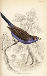 Cordon-bleu guance rosse, Uraeginthus bengalus