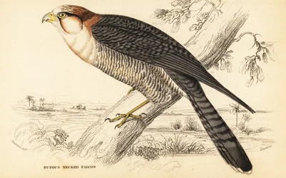 Falco dal collo rosso, Falco chicquera ruficollis
