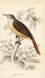 Phyllastrephus scandens