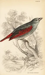 Pytilia dalle ali rosse, Pytilia phoenicoptera (Bengaly dalle ali rosse, Pytilia phaenicoptera)
