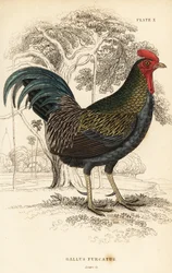 Gallus gallus javanicus