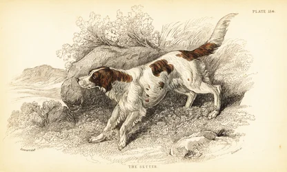 Setter, Canis lupus familiaris (Canis index)