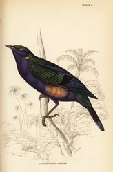 Splendido storno lucido (Senegal), Lamprotornis splendidus chrysonotis (Grakle dalle orecchie dorate, Lamprotornis chrysonotis)