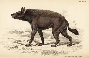 Iena striata